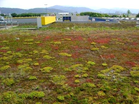 on extensive green roofs