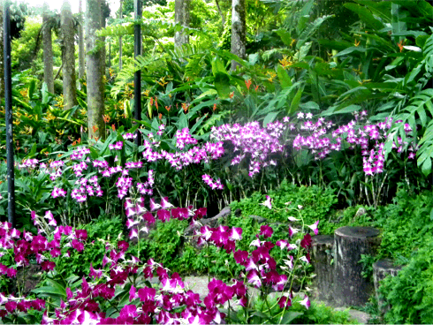 Singapore Orchids Picture on Com Blog Wp Content Uploads 2011 01 Singapore Orchidgarden Purple Gif