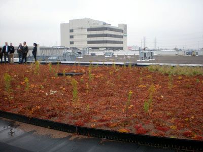 The Bayer Green Roof