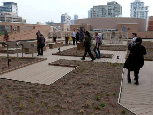 The Metro Toronto YMCA Greenroof, newly planted on October 21, 2009; Photo by Roland Appl