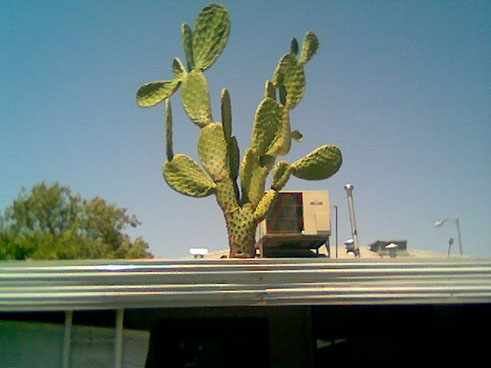 Roof Cactus