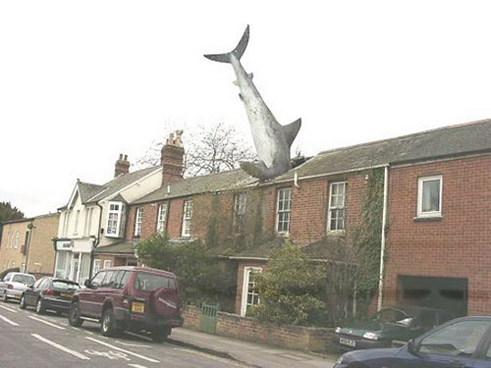 Roof Shark