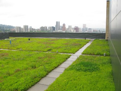 OHSU, a Xero Flor Green Roof, in May 2008; Photo Courtesy BES