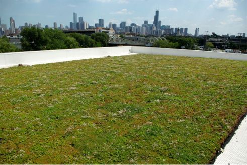 The McGrath Acura Car Dealership Greenroof all greened up in August, 2012; Photo Courtesy of Vegetal i.D.