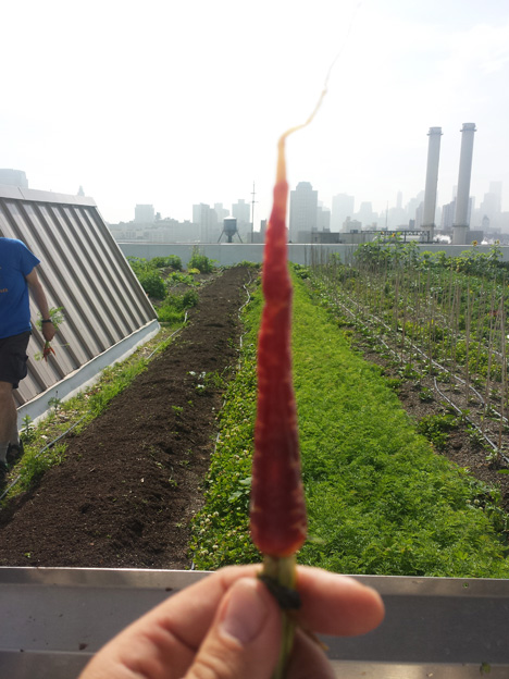 Spring-carrot-at-Navy-Yards-roof-farm-site-of-closing-dinner