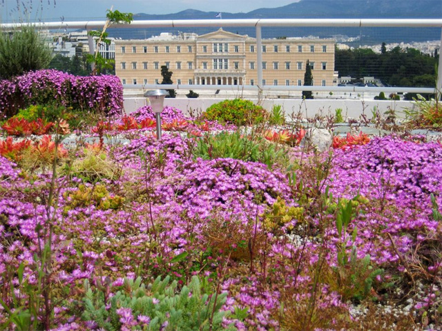 Greenroofs.com Project Week July 2017 Hellenic Treasury Constitution Square Greece