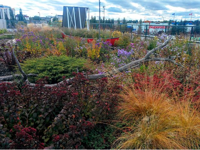 Project of the Week Berry Architecture Office Building Green Roof