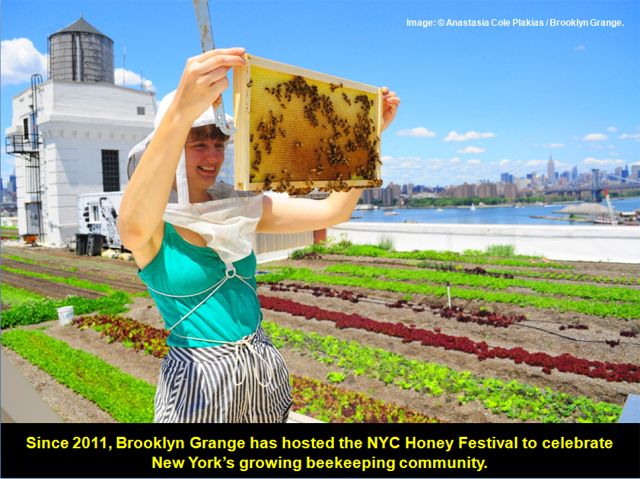 2015Top10-BrooklynGrangeNavyYard-HoneyBees