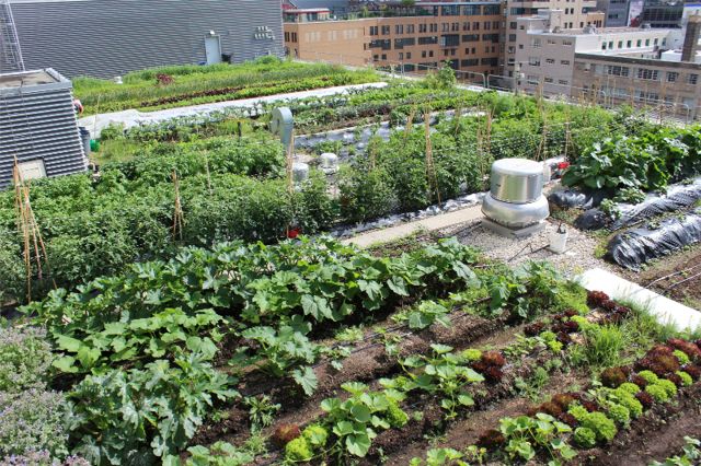 Project of the Week Ryerson Urban Farm formerly Rye's Homegrown