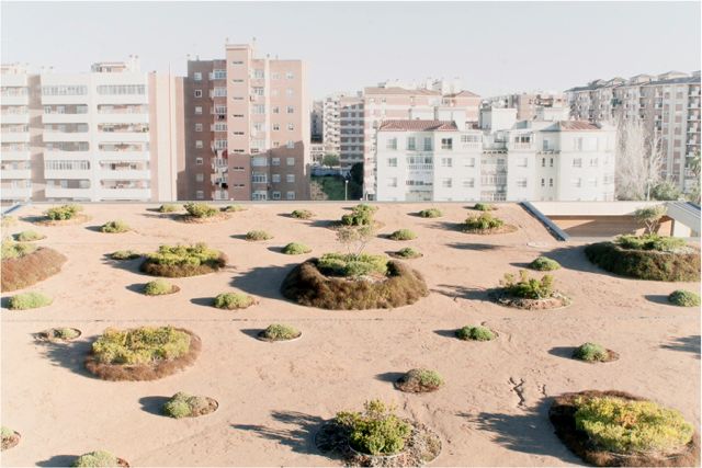 Caja Badajoz HQ Dehesa Landscape
