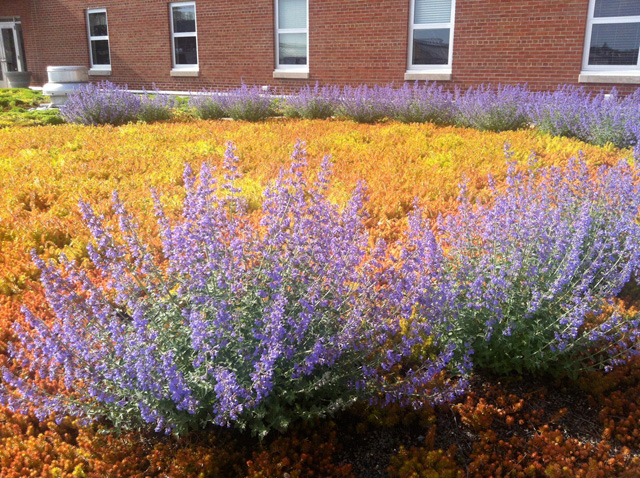 Project of the Week OSU Green Roof at Howlett Hall