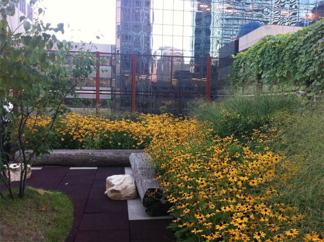 Greenroofs.com Project Week Native Child and Family Services of Toronto