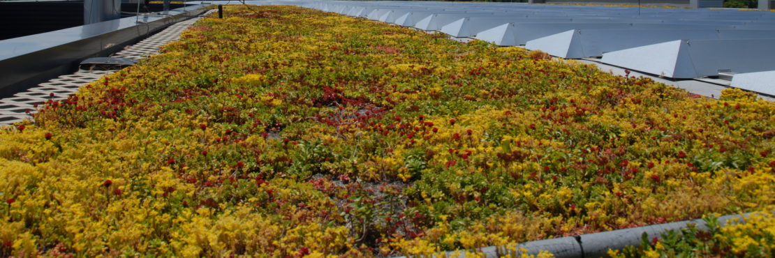 Apex Green Roofs, Inc. Featured Image