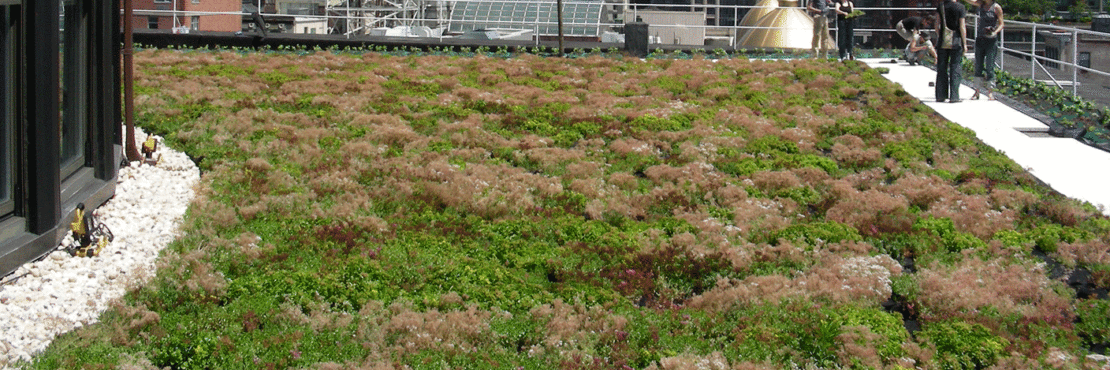 Green Roof Blocks Featured Image