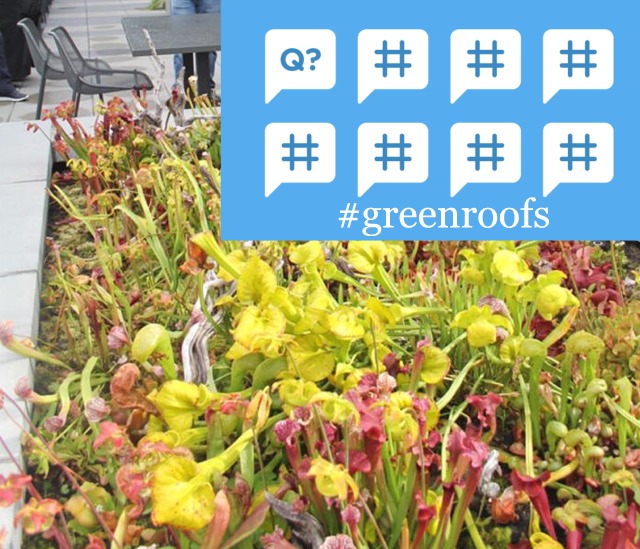 #TheGlobalGrid Pre-Chat Post - Green Roofs: A Sustainability Voucher for Cities?