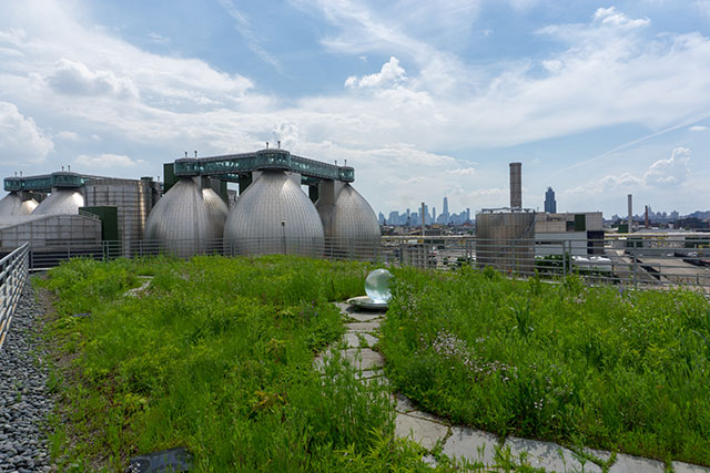 What Green Roofs Can Do for NYC's Environment and People