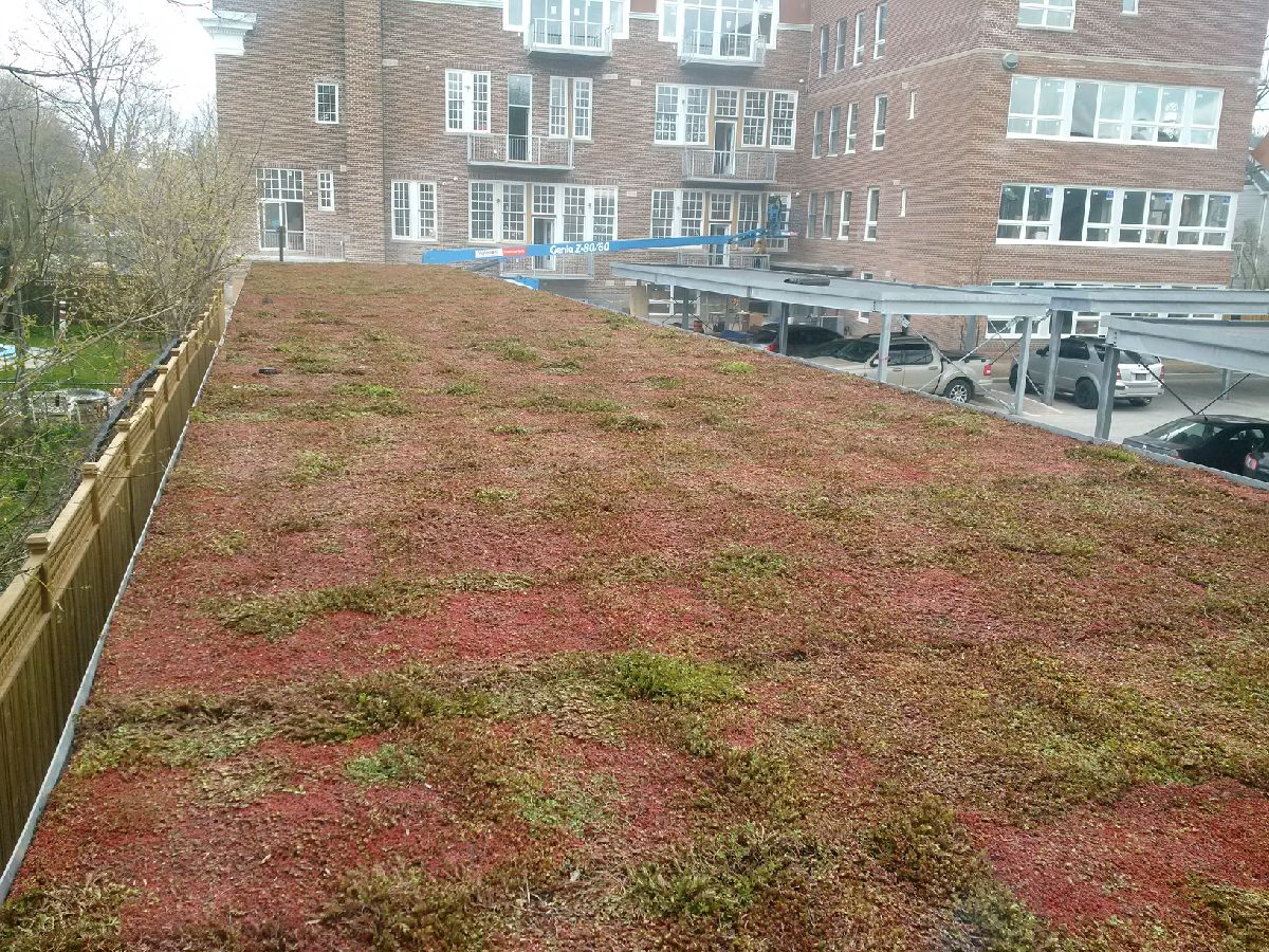 Wells Lofts – First Urbanscape Green Roof Project in Canada Featured Image