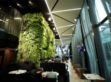 Auckland International Airport Novotel Hotel Green Wall Featured Image