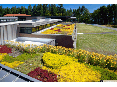 American Lake VA – Nursing Home Care Unit Green Roof Featured Image