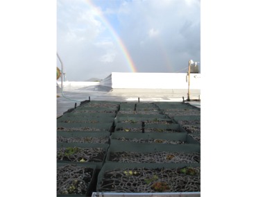 Belt Collins Green Roof Research Project Featured Image