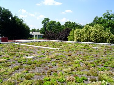Duncan Library Greenroof Featured Image