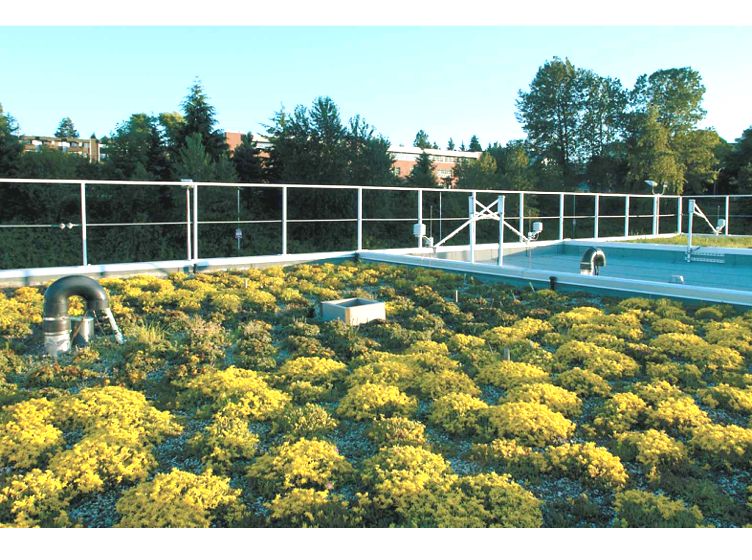 BCIT Green Roof Research Facility Featured Image