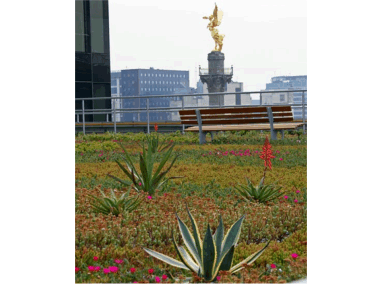 HSBC Bank Green Roof Featured Image