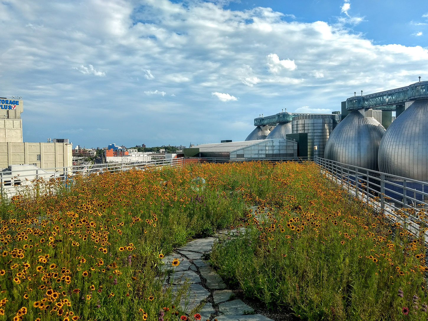 Kingsland Wildflowers Green Roof & Community Space Featured Image