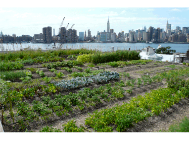 Eagle Street Rooftop Farm Featured Image