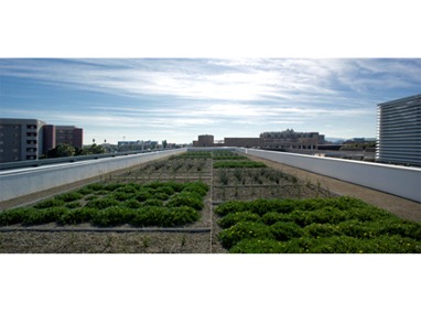 Tempe Transportation Center Roof Garden Featured Image