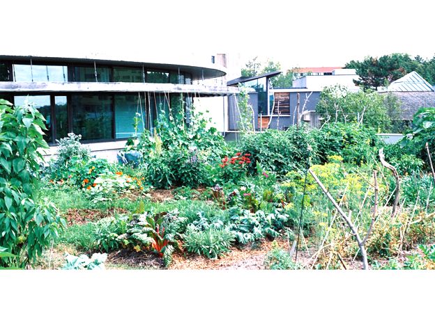 Trent University Environmental and Resource Sciences Vegetable Garden Featured Image