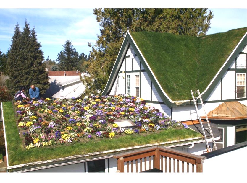 Troy’s Green Roof Featured Image