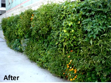 Urban Farming Food Chain – Skid Row Housing Trust’s ‘The Rainbow’ Green Wall Featured Image