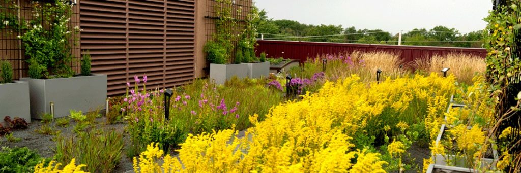 From Greenroofs to Greenwalls - Many Ways to Combat Climate Change