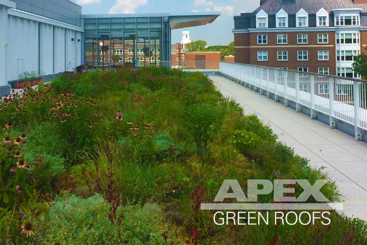 Roof Garden on the Ruth Mulan Chu Chao Center at Harvard Business School Featured Image