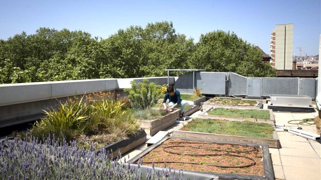 Building Rooftop Gardens in Barcelona to Fight Global Warming