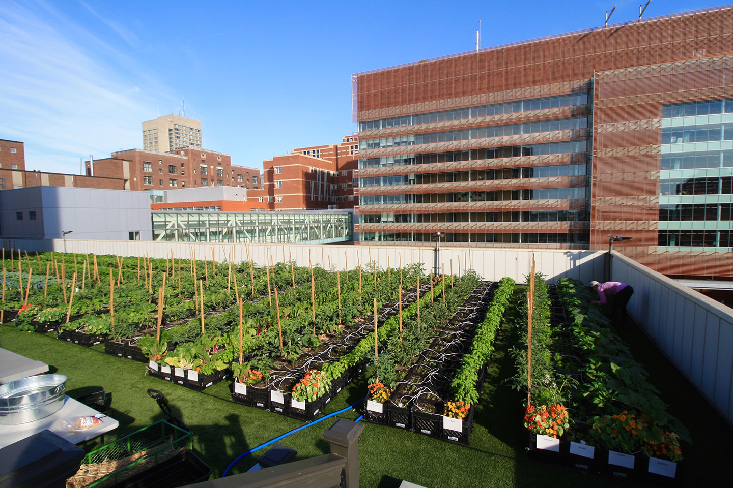 Boston Medical Center Rooftop Farm Featured Image