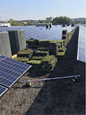 Solar Integrated Green Roof