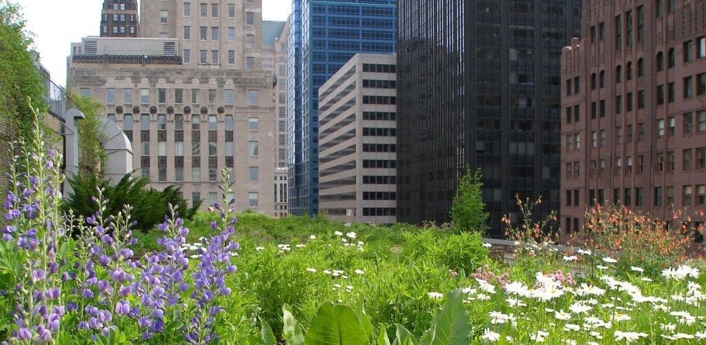 “Cool roofs reduce urban heat; green ones, not so much