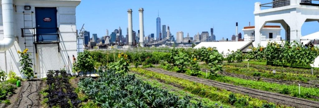 Brooklyn Grange is Bringing a Brand New Rooftop Farm to Sunset Park’s Liberty View Industrial Plaza