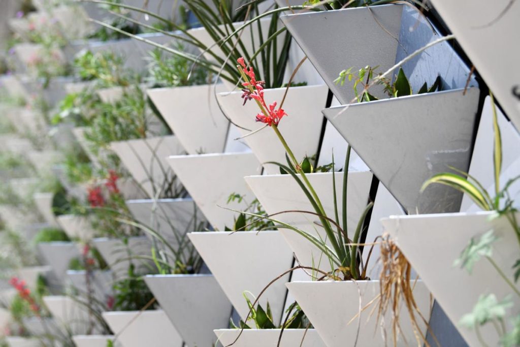 First-of-its-kind Living Wall at Texas A&M Designed to House Native Plants