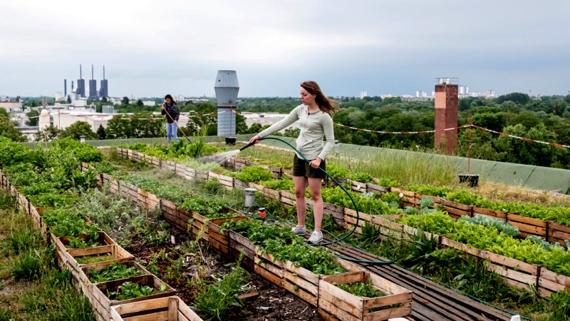 Urban Farming: A Budding Investment Opportunity in Real Estate