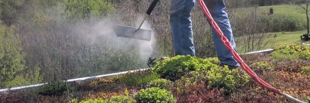 Green Roof Weed Control Using Saturated Steam