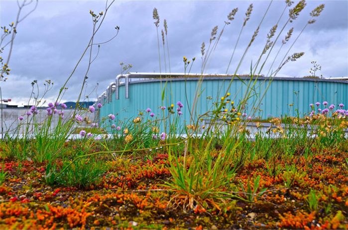 #TBT Nature Green Roofs