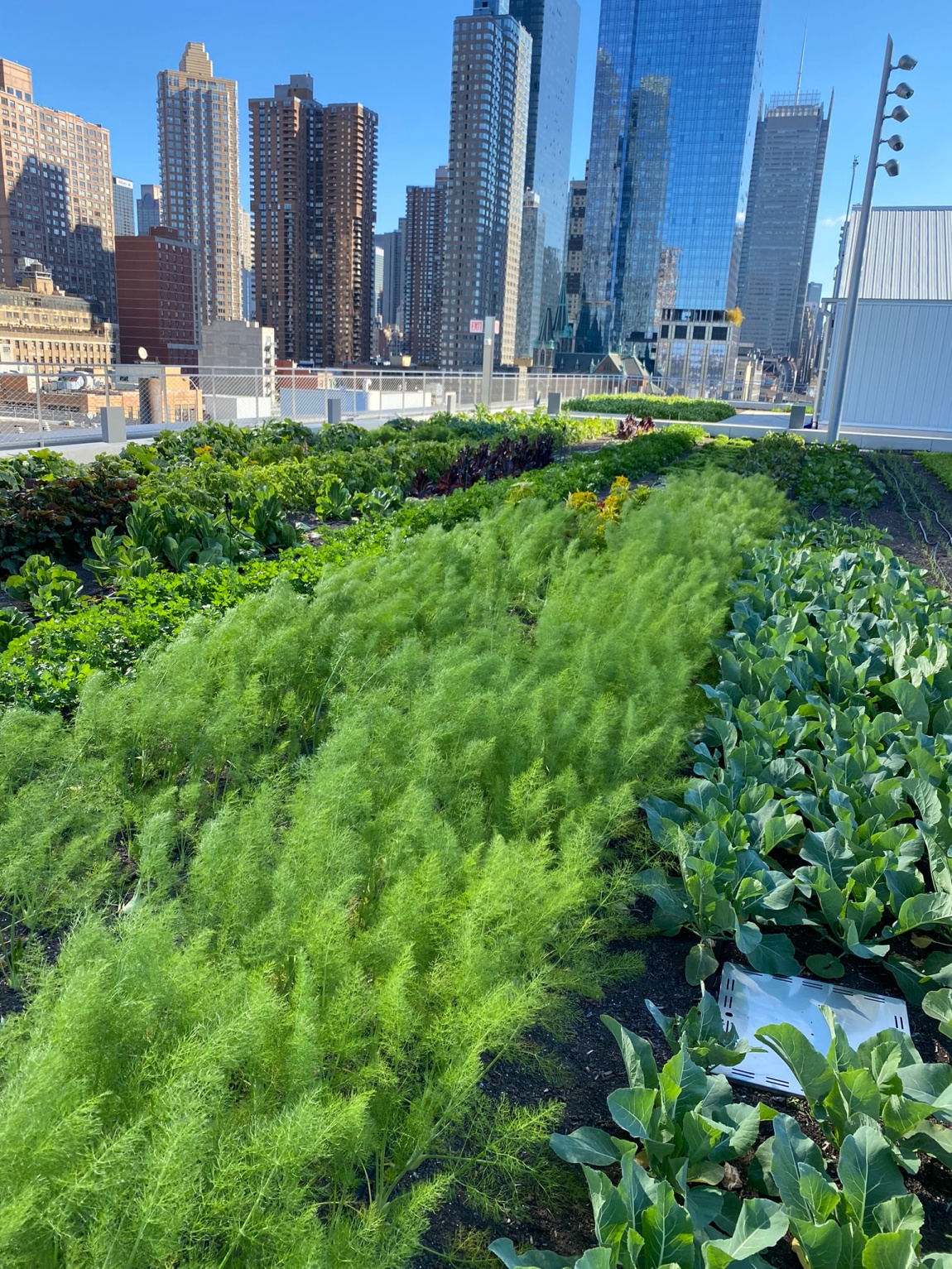 Javits Center Expansion Rooftop & Farm New York