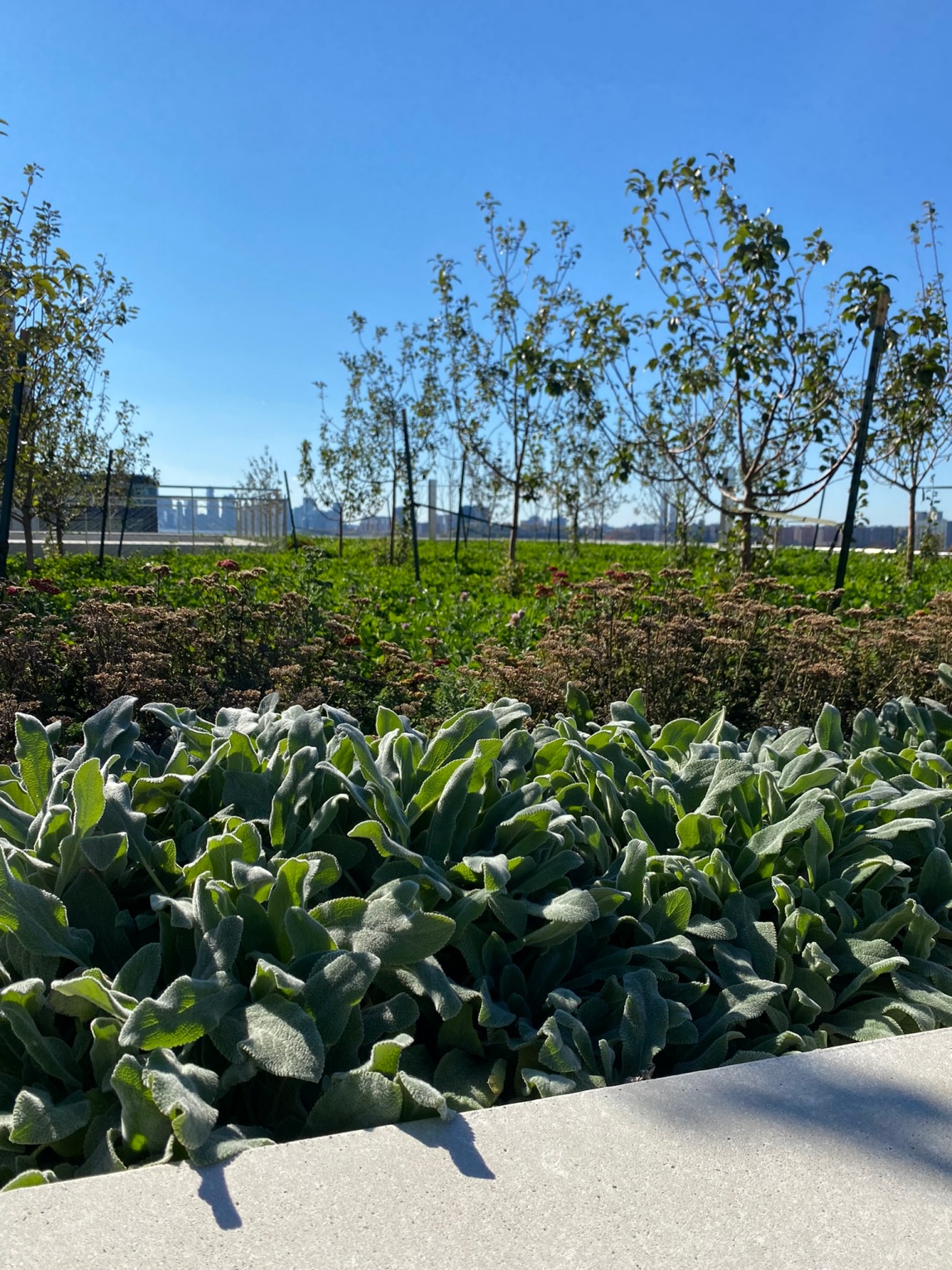 Javits Center Expansion Rooftop & Farm New York