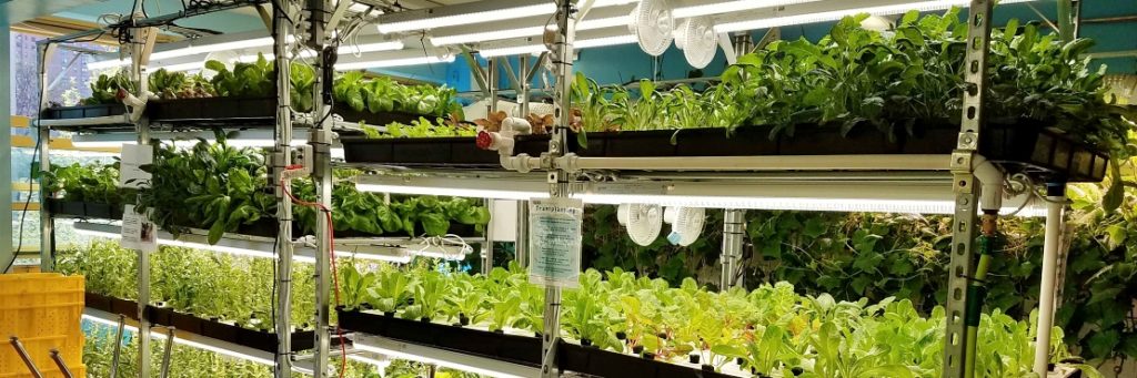Teens for Food Justice Receives $300,000 USDA Grant For Ambitious Hydroponic Farm Expansion on the Rockaway Peninsula