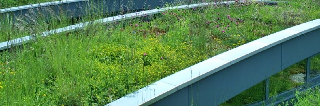 How Basel, Switzerland Jumpstarted a Green Roof Revolution in Europe