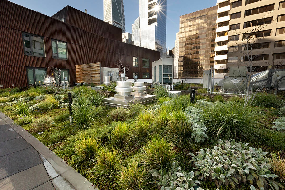 The Ecological Promise of Living Roofs and Walls