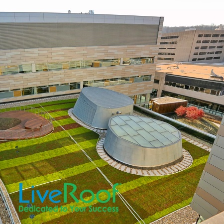 Patterned Green Roofs: Unique, Impactful, and Surprisingly Stylish!